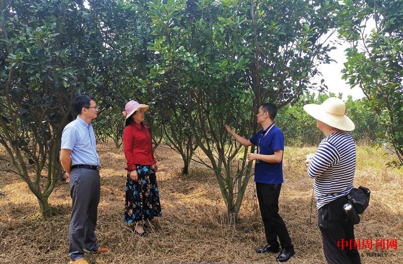 4、橘鄉集團副總經理徐海峰（右二）在橘紅果種植基地向媒體介紹種植情況.jpg