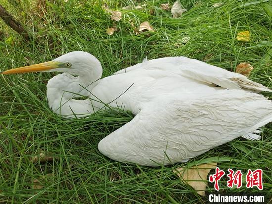 受傷虛弱的黃嘴白鷺。　王開鵬 攝
