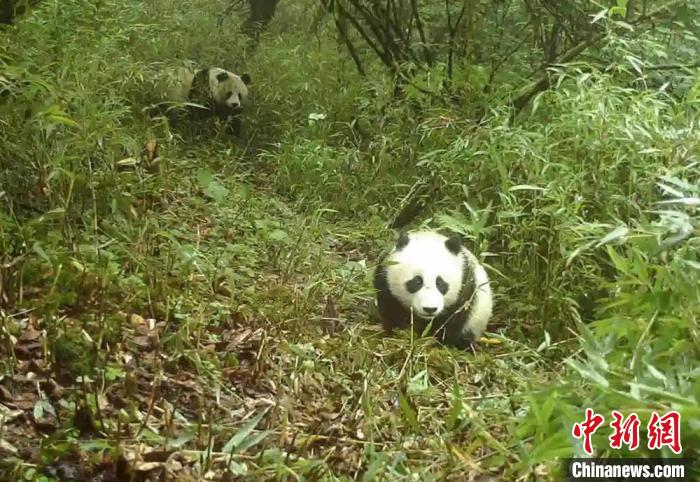 野生大熊貓母子。寶興融媒 供圖