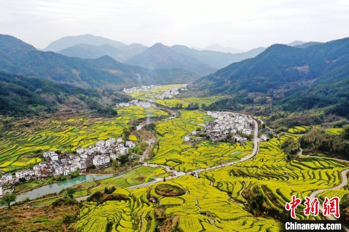 在被譽為“中國四大花海之一”的江西婺源縣江嶺景區(qū)，萬畝油菜花在漫山遍野的梯田間肆意綻放，金燦燦的油菜花與粉墻黛瓦的徽派民居相映成趣。(資料圖) 劉占昆 攝