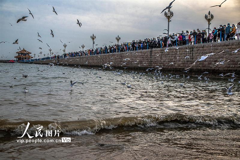 山東青島:海鷗翔集 再現(xiàn)靚麗風(fēng)景線【4】