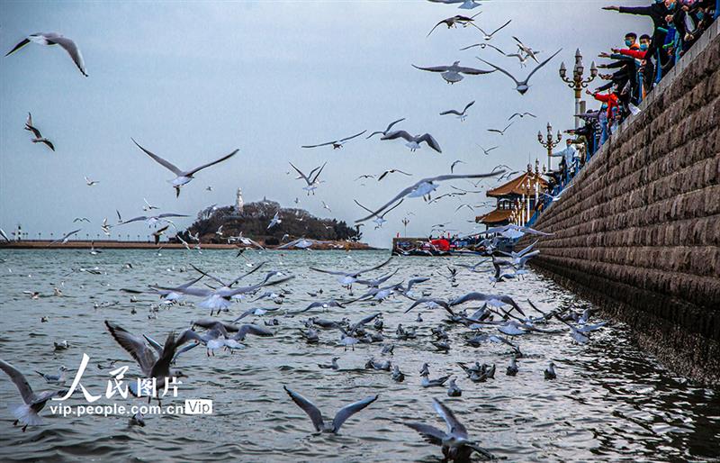 山東青島:海鷗翔集 再現(xiàn)靚麗風(fēng)景線【5】