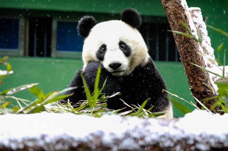 12月29日，一只亞成年大熊貓冒雪采食竹葉。