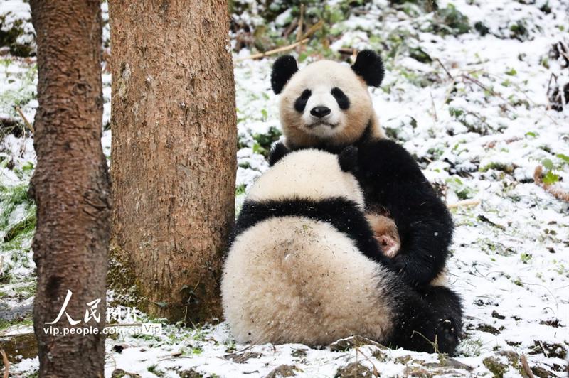 12月29日，一只大熊貓媽媽正在給自己的幼仔哺乳。