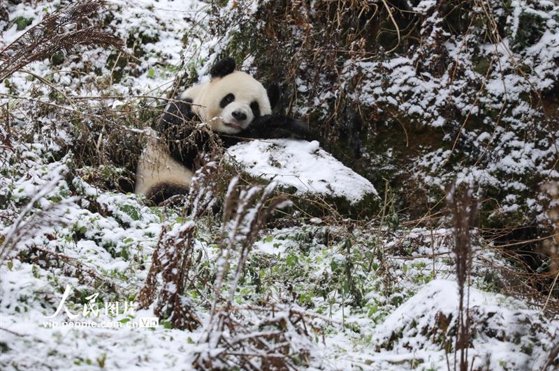 12月29日，一只大熊貓吃飽喝足，坐在雪地中休息。