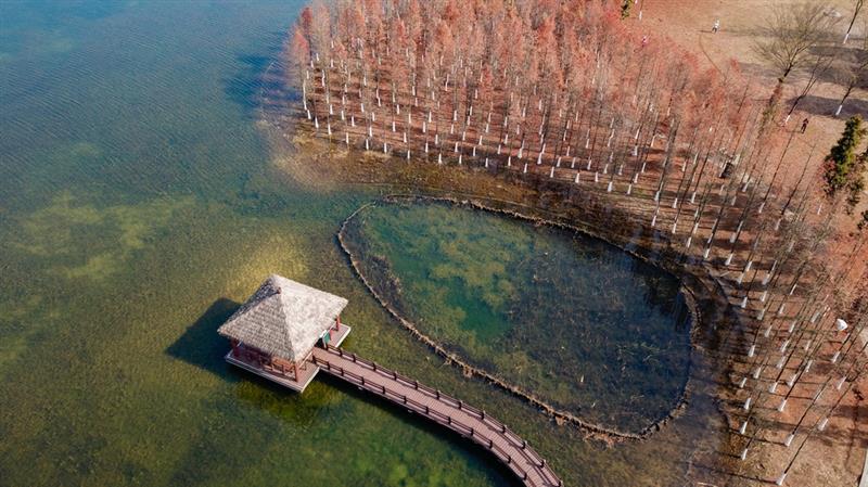 這是在湖南松雅湖國家濕地公園拍攝的水杉（12月30日無人機照片）。