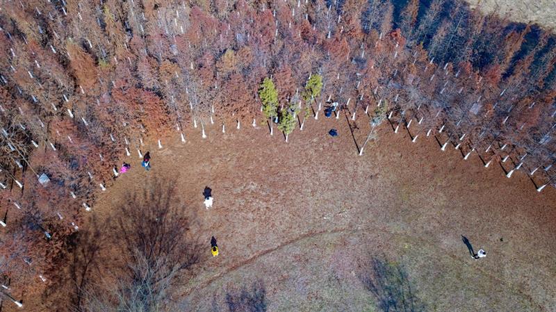 12月30日，市民在湖南松雅湖國家濕地公園觀賞水杉（無人機照片）。