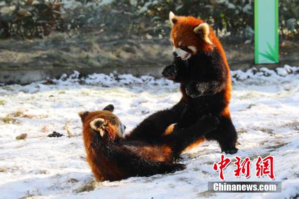 常州淹城野生動物世界小熊貓雪地“打架” 萌翻眾人