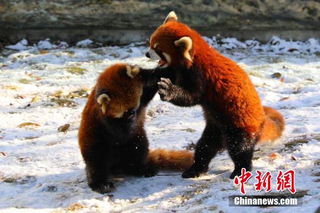 常州淹城野生動物世界小熊貓雪地“打架” 萌翻眾人