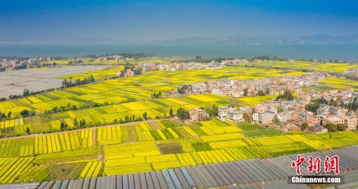 資料圖：陽春三月，油菜花灑滿了滇池南岸，醉了游人心。李雪艷 攝