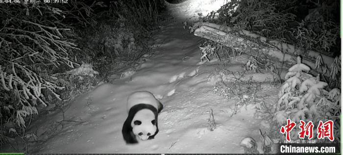 圖為甘肅白水江國家級自然保護區監測到的大熊貓在雪地行走的影像。(資料圖) 甘肅白水江國家級自然保護區管理局供圖 攝
