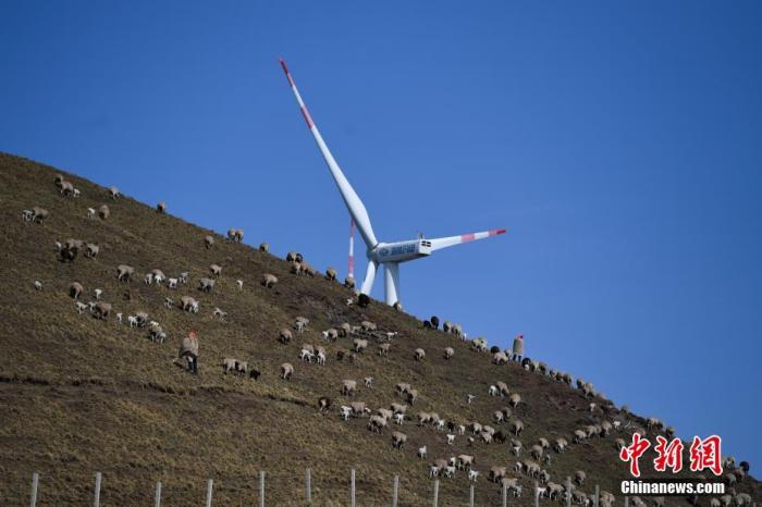 羊群經過風能發電設備。云南省會澤縣大海鄉位于滇東北烏蒙山主峰。在大海草山牧區，每天一萬多只綿羊漫無邊際的散放在近20萬畝的草場上。<a target='_blank' href='http://www.chinanews.com/'>中新社</a>記者 康平 攝
