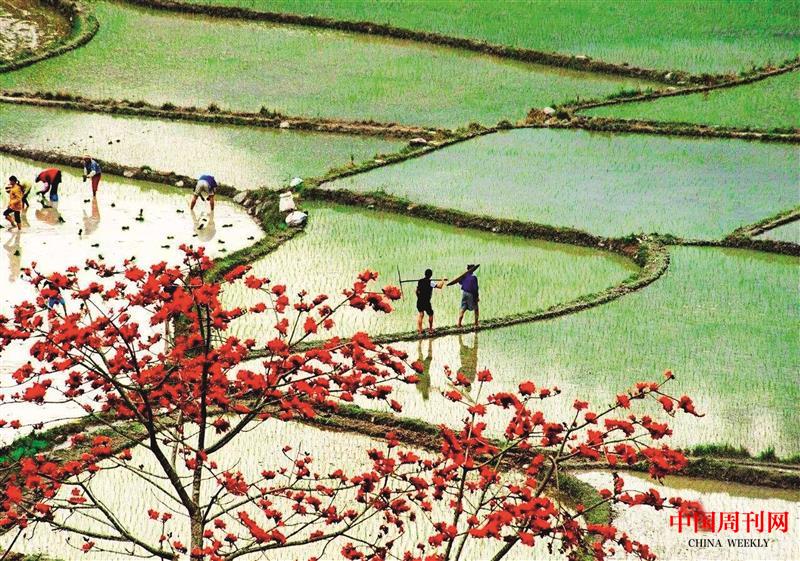 海南田園風光.jpg