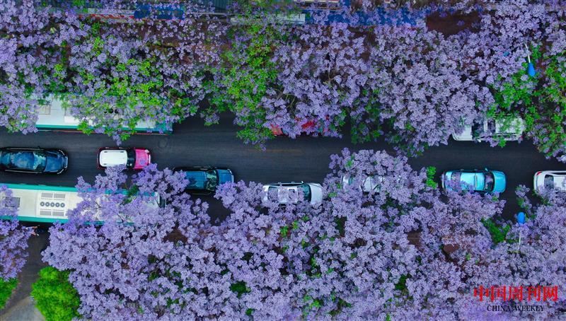 攝圖網_501583342_春天昆明校場路藍花楹（企業商用）.jpg